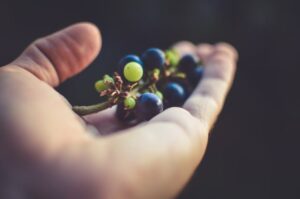 grapes